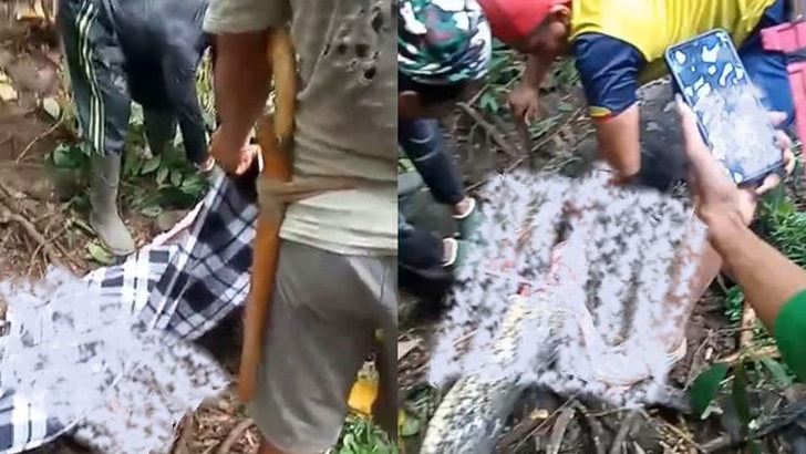 Kronologi Wanita Dimakan Ular di Sidrap, Pamit Jual Hasil Kebun, Suami Temukan Barang Istri di Area Perkebunan