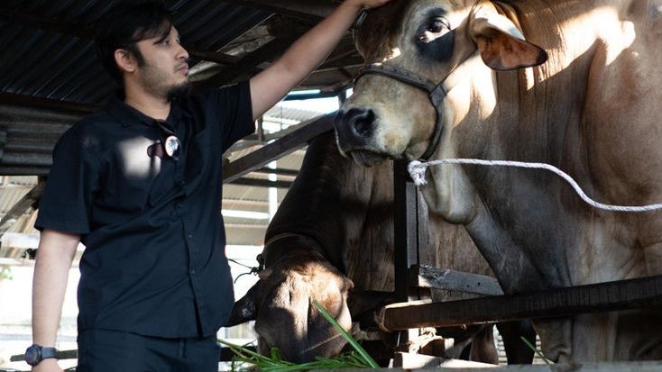 Sapi Terberat di Sumut 1,3 Ton Milik dr Arya Tjipta, Dagingnya Disalurkan ke 700 KK Warga Kota Medan