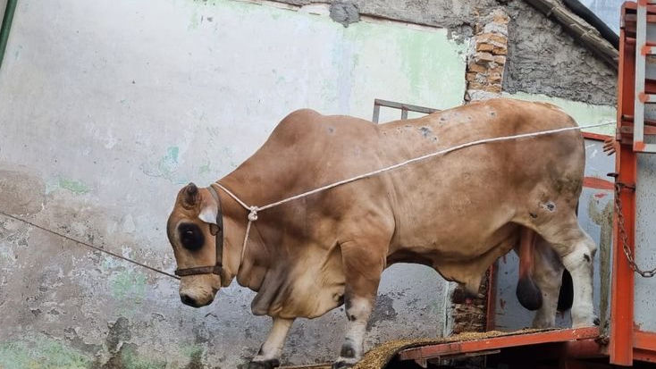 Bukan Milik Jokowi, Bawor Sapi Terberat di Sumatera Dengan Bobot 1,3 Ton Dikurbankan di Medan