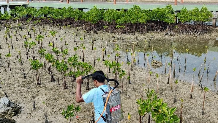 Dari Gulma Jadi Solusi, BIOGATOR Pertamina Regional JBB Bantu Selamatkan Mangrove di Kepulauan Seribu
