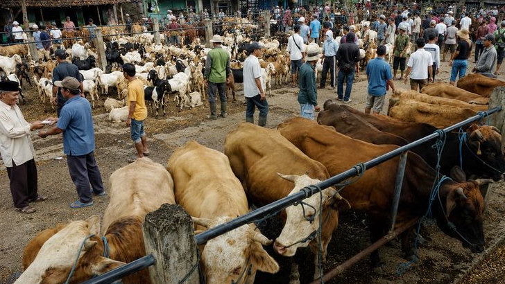 Kurban Kambing atau Sapi, Mana yang Lebih Bernilai di Sisi Allah? Berikut Penjelasannya