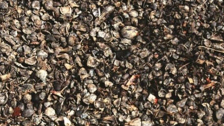 PLTU Sintang Kalimantan Barat, Revolusi Energi 100% Biomassa dan Fleksibilitas Bahan Bakar